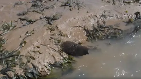 Black Rock Lave Rock Heritage Fishery aurochs horn