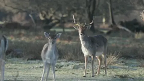 BBC Deer