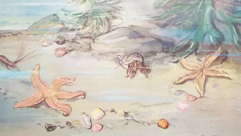 Chris Beetles Ltd Illustrations of starfish