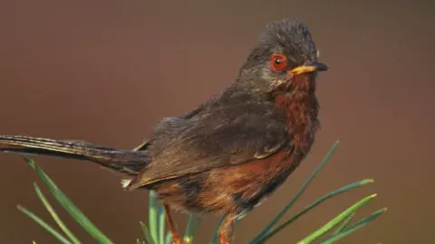 Dartford warbler