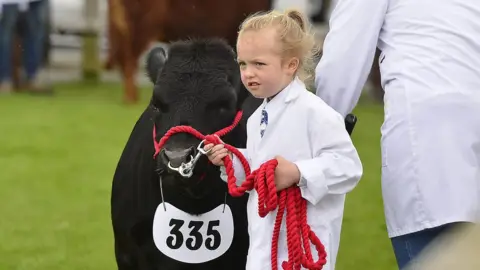 Pacemaker A small girl in a white coat guides a brown calf using a red rope