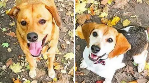 Instagram/Meghan Markle Meghan's dogs Bogart and Guy (l-r)