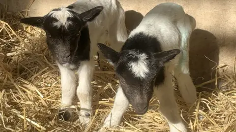 North Norfolk District Council Bagot goat kids