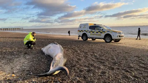 HM Coastguard Lowestoft Minke whale