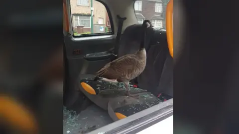 Nottinghamshire Police Goose in taxi