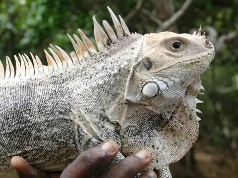 FFI/J Daltry Close-up of a pink rhino iguana