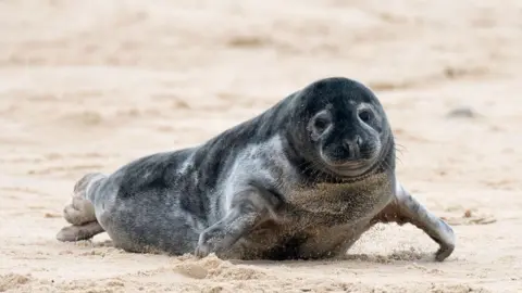 PA Media Grey seal