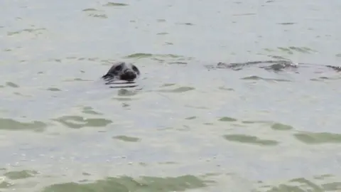 Colin Thubron Photograph of a seal