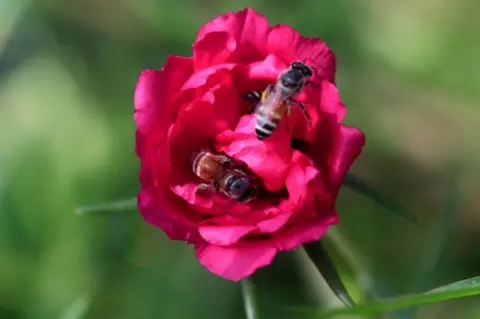 AFP A picture shows wasps on a flower at the nursery.