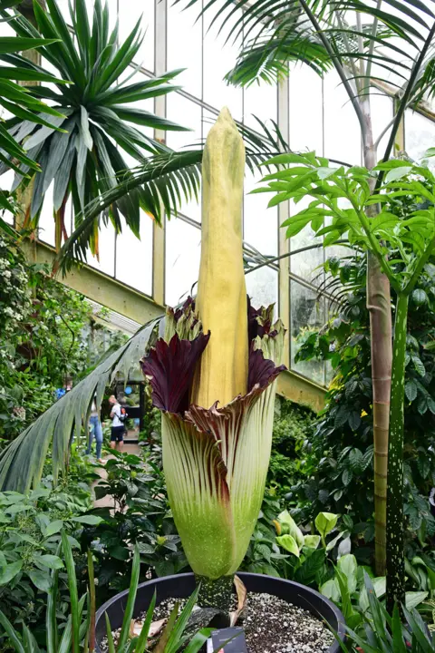 Ian West / PA Media A titan arum plant blooms in a glass hot house at Kew Gardens in London