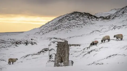 PA Media Sheep in snow