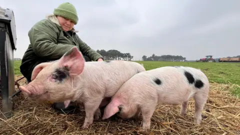 Martin GIles/BBC Piglets on a farm