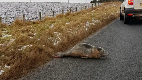 Sjoukje Terpstra seal in the road