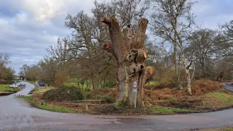 New Forest NPA King Oak