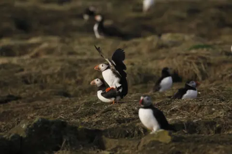BBC Puffin on the Isle of May