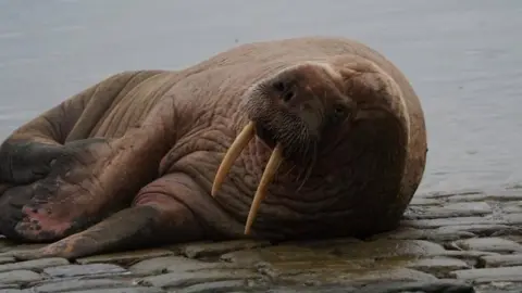 Walrus in Scarborough