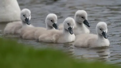 Getty Images cygnets on the water