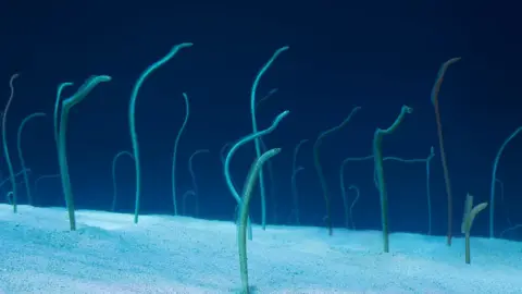 Getty Images Garden eels in the red sea
