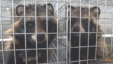 Getty Images Farmed racoon dogs in China