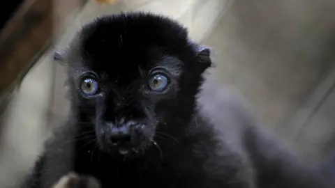 Getty Images A blue-eyed black lemur in close-up shot