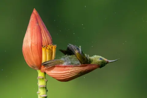 Mousam Ray / Bird Photographer of the Year Crimson Sunbird