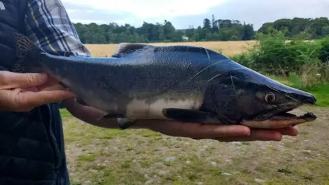 Ness Salmon Fishery Board Pink salmon