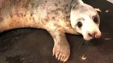 Dan Jarvis / BDMLR Grey seal pup