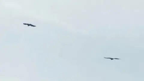 Raymond Besant Eagles in flight