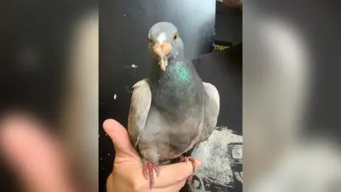 Monroe County Alabama Animal Shelter Bob the pigeon
