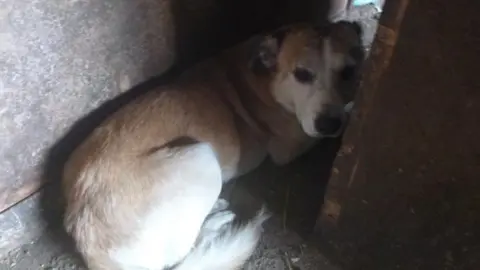 A dog hiding in a kennel