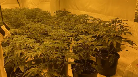 Essex Police  Cannabis farm