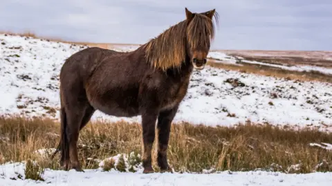 Steve J Huggett Pony in Upper Brynamman, Black Mountains, taken by Steve J Huggett