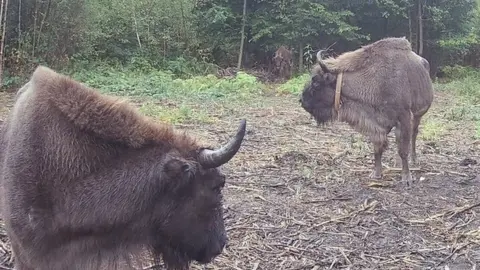 Kent Wildlife Trust Bison at Blean