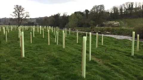 BBC Thousands of trees have been planted along the Faughan River