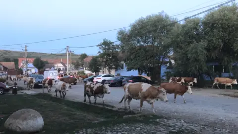 Ursula Radu-Fernolend Cattle pass by Prince Charles' house in Romania
