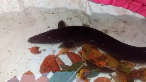 RSPCA Eel in a paddling pool