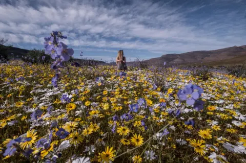 Tommy Trenchard A woman surrounded by flowers in the desert