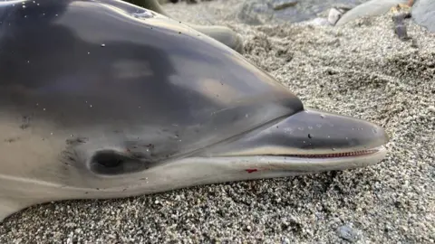 Abby Crosby/Cornwall Wildlife Trust Dead dolphin at St Agnes