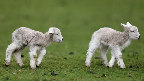 Getty Images New Zealand lamb