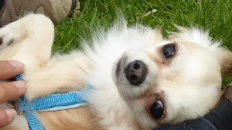 Nichola Gooch Blonde Chihuahua Frankie.