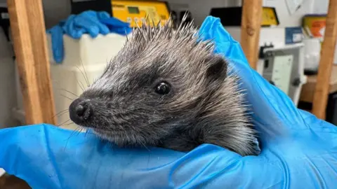 Prickle and Paws Hedgehog Rescue Someone holding a small hedgehog in their hand. The hedgehog is turned to the side and is light brown and grey. 