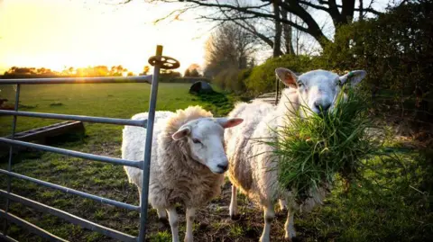 Two sheep stand beside a metal farm gate in a field at sunset, with one sheep eating grass. The second sheep stands slightly behind, looking forward. The scene is lit by sunlight from the horizon, with bare-branched trees and hedges bordering the field. 