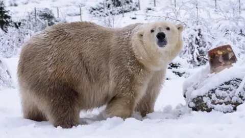 Victoria has a big shaggy coat and is looking towards the camera in an enclosure covered in deep snow. Next to her is a large block of ice filled with treats, including fruit.