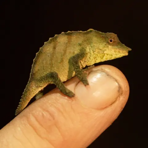 Secret 'sky island' rainforest saved by new discoveries