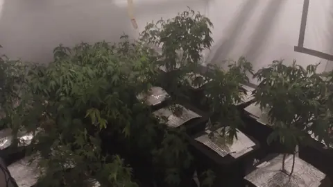 West Midlands Police A room full of cannabis plants on little tables.