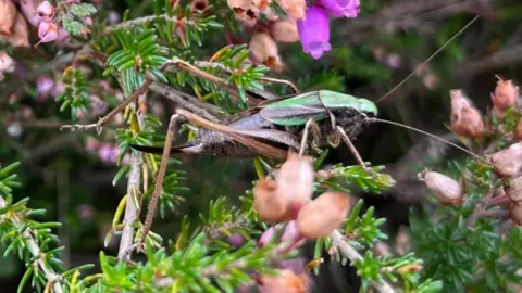 Pamela Abbott A close up of a bog bush cricket resting on an evergreen twig. It has a long brown body with a bright green flash down the top of its head and top half of its body. 