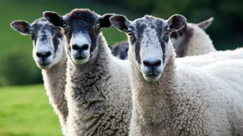 Getty Images Sheep
