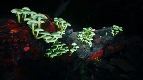 David Atthowe/Reveal Nature Sulphur tuft mushrooms growing on a log under a UV light. The mushrooms glow pale green and bright red leaves are scattered across the log they are growing from.