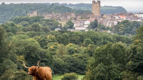 Highland cattle grazing with Richmond Castle and cityscape in the background