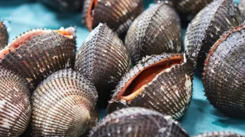 A close-up of cockle shells. They are black, white and are covered in ridges.